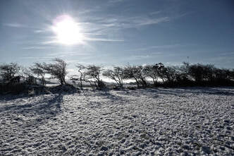 Paisaje de invierno nevado con árboles doblados por el viento y un sol tenue sobre ellos durante el solsticio de invierno